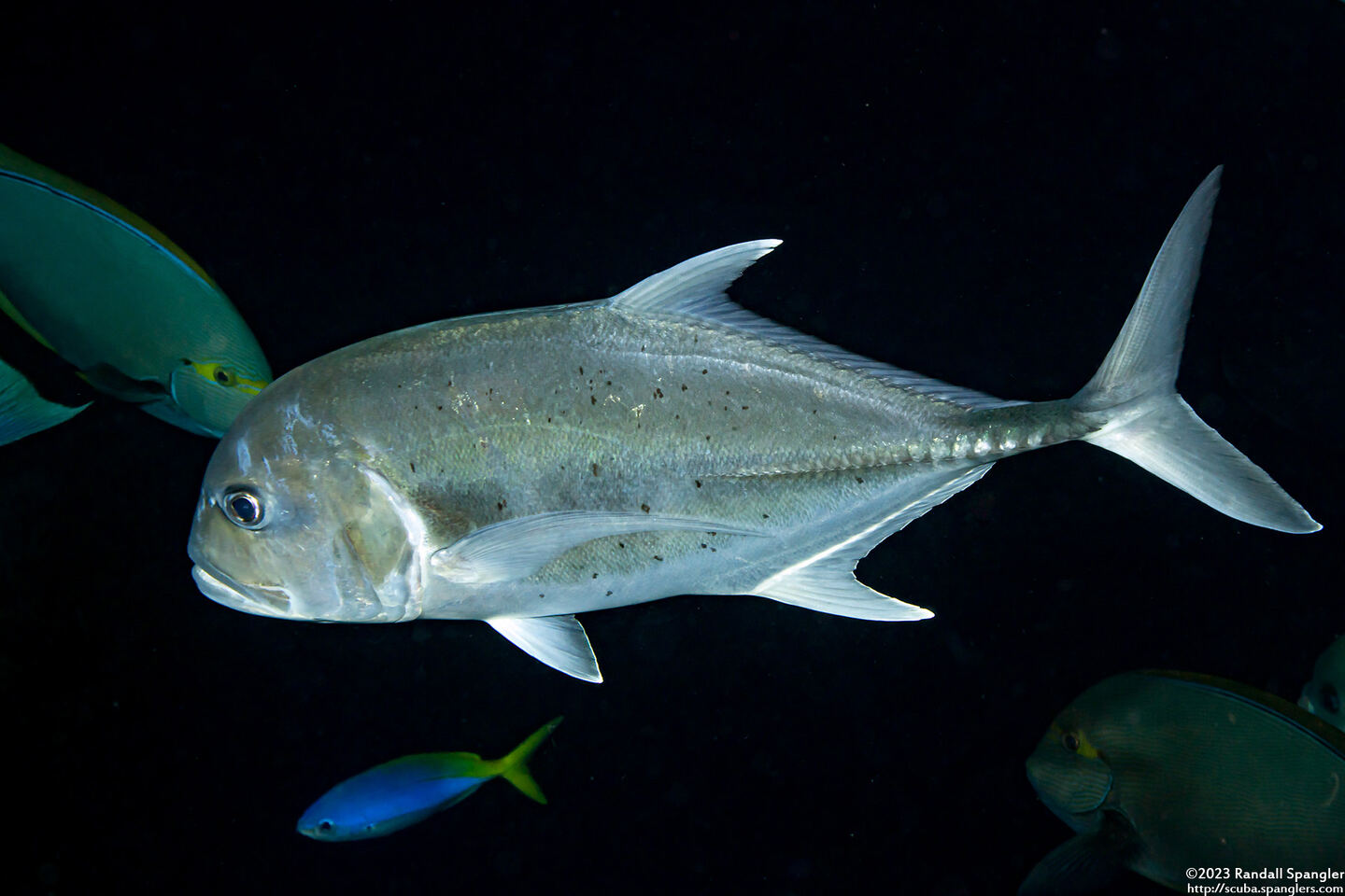 Caranx ignobilis (Giant Trevally)