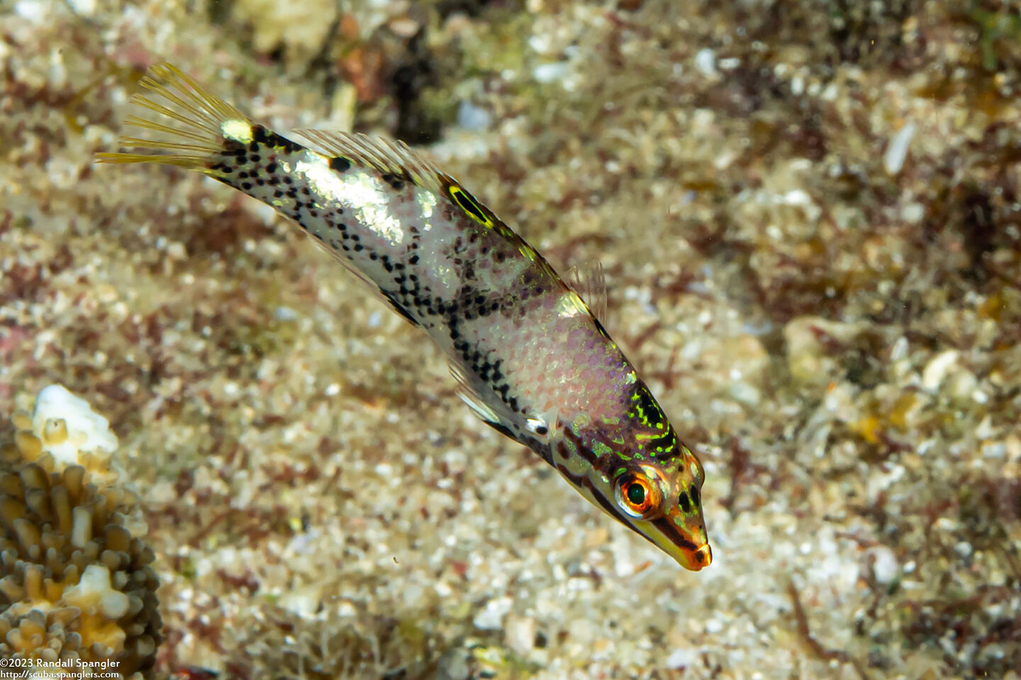 Halichoeres hortulanus (Checkerboard Wrasse)