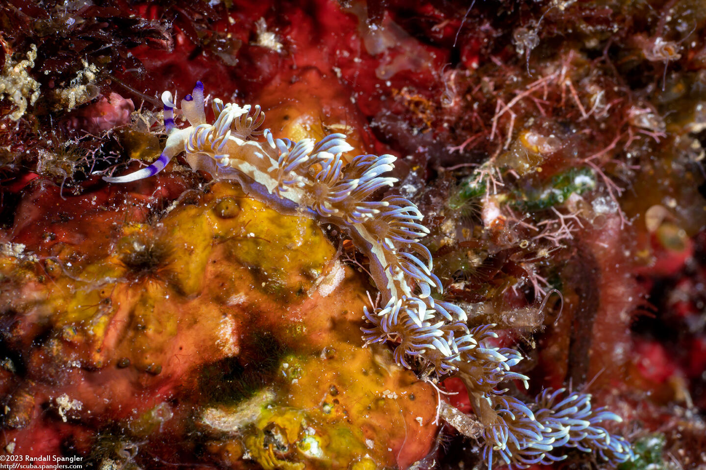 Pteraeolidia semperi (Blue Dragon Nudibranch)