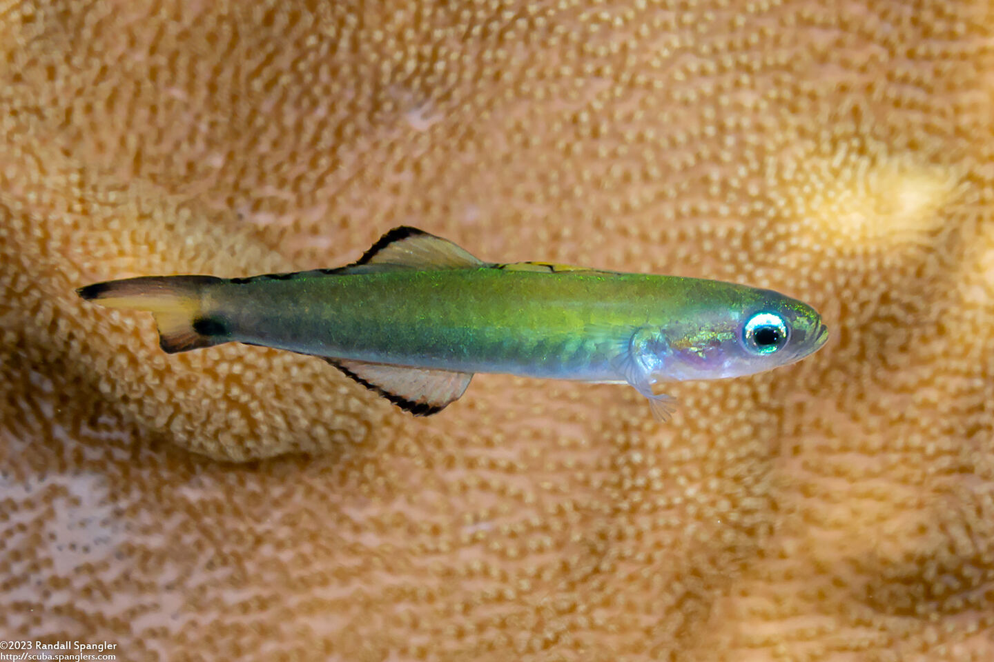 Ptereleotris evides (Twotone Dartfish)