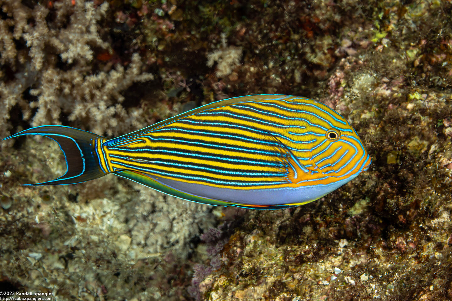 Acanthurus lineatus (Striped Surgeonfish)