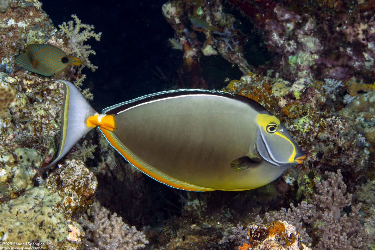 Naso lituratus (Orangespine Unicornfish)