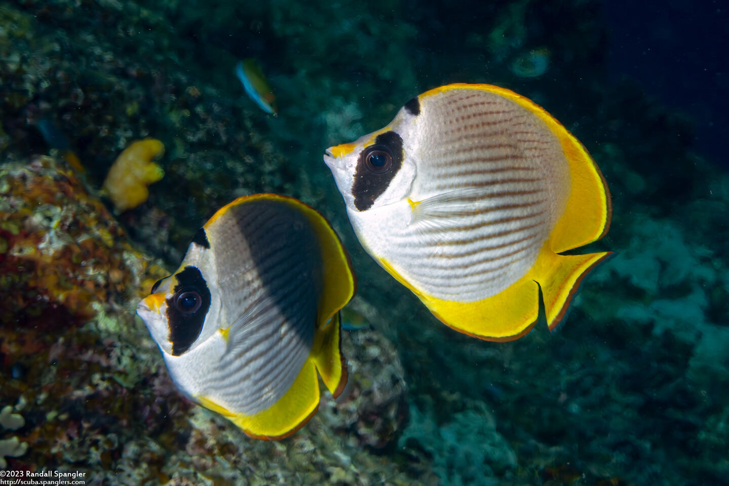 Chaetodon adiergastos (Panda Butterflyfish)