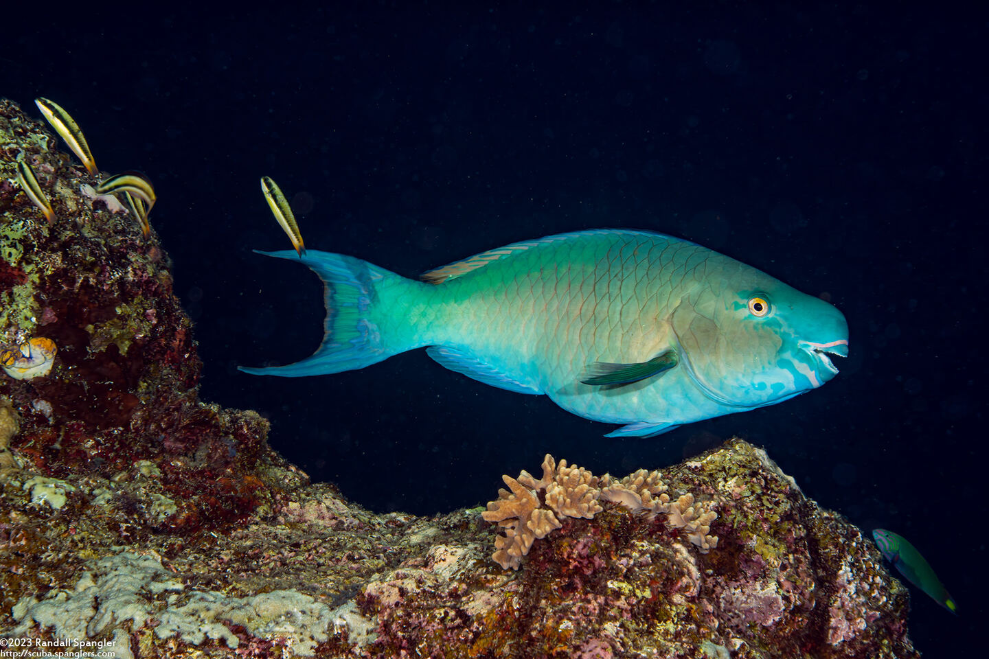 Scarus rubroviolaceus (Redlip Parrotfish)