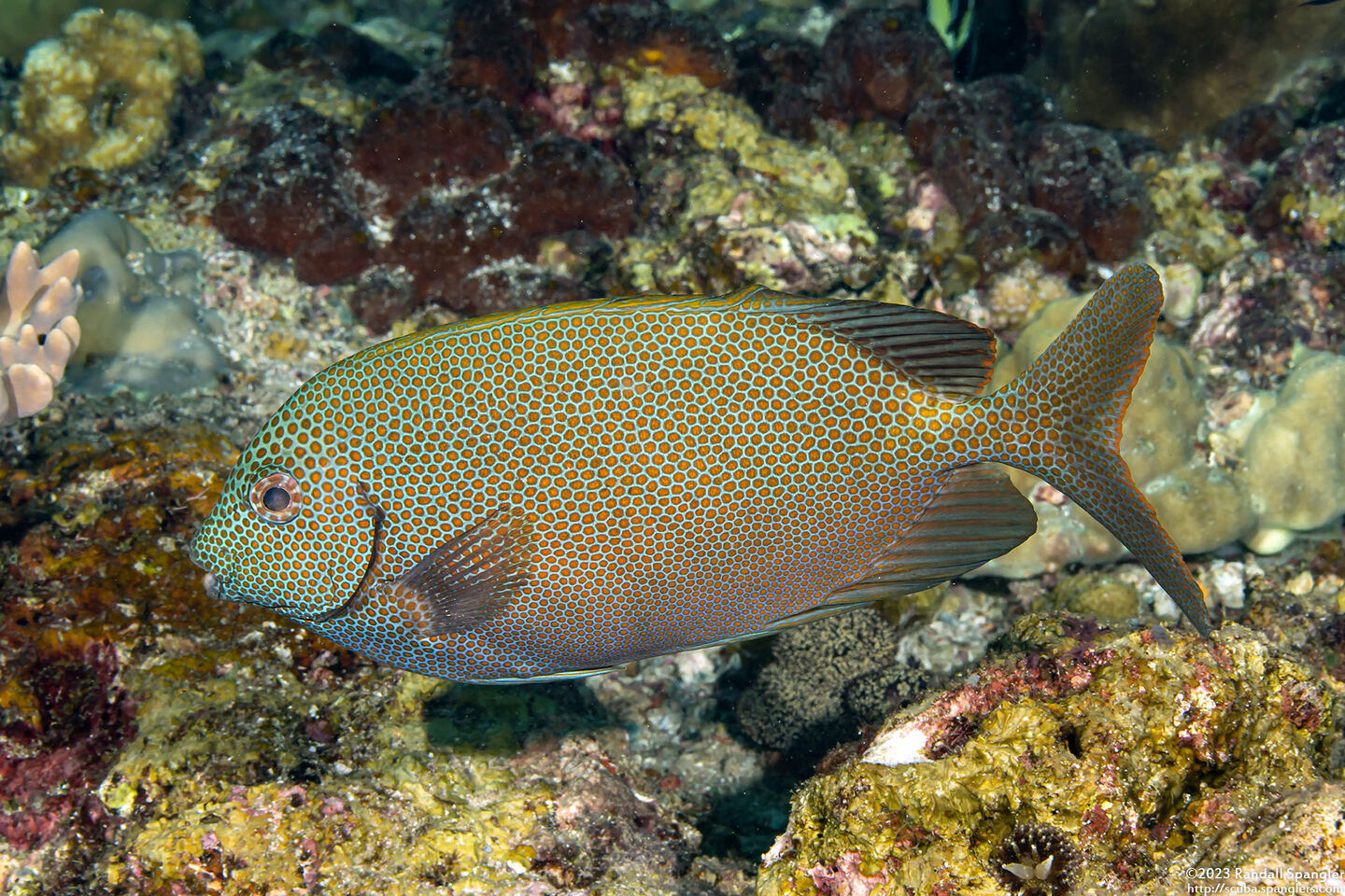 Siganus punctatus (Gold-Spotted Rabbitfish)