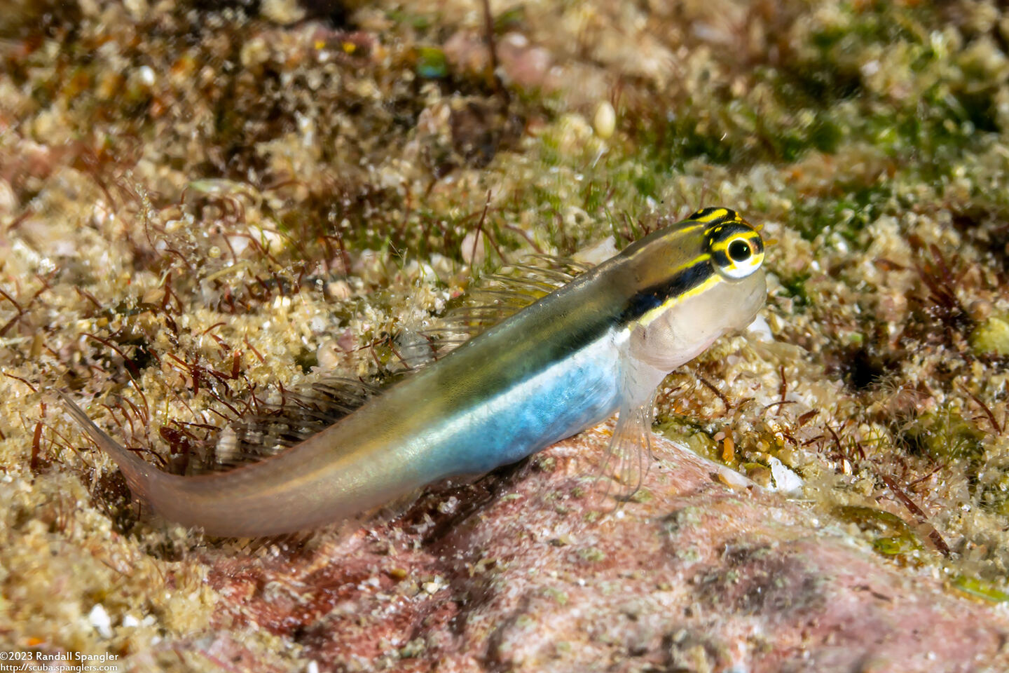 Ecsenius bandanus (Banda Coralblenny)