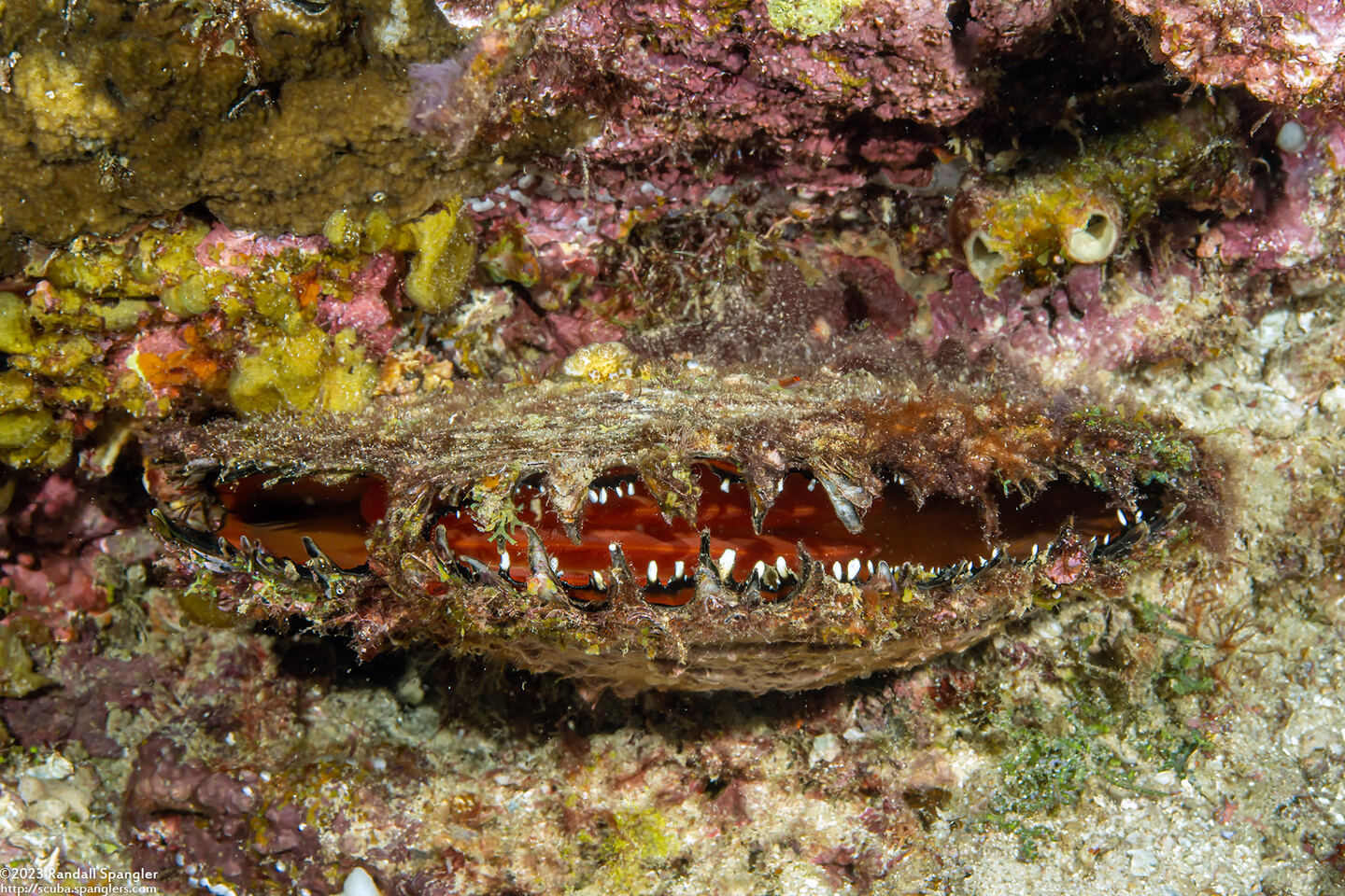 Pinctada margaritifera (Pacific Pearl Oyster)