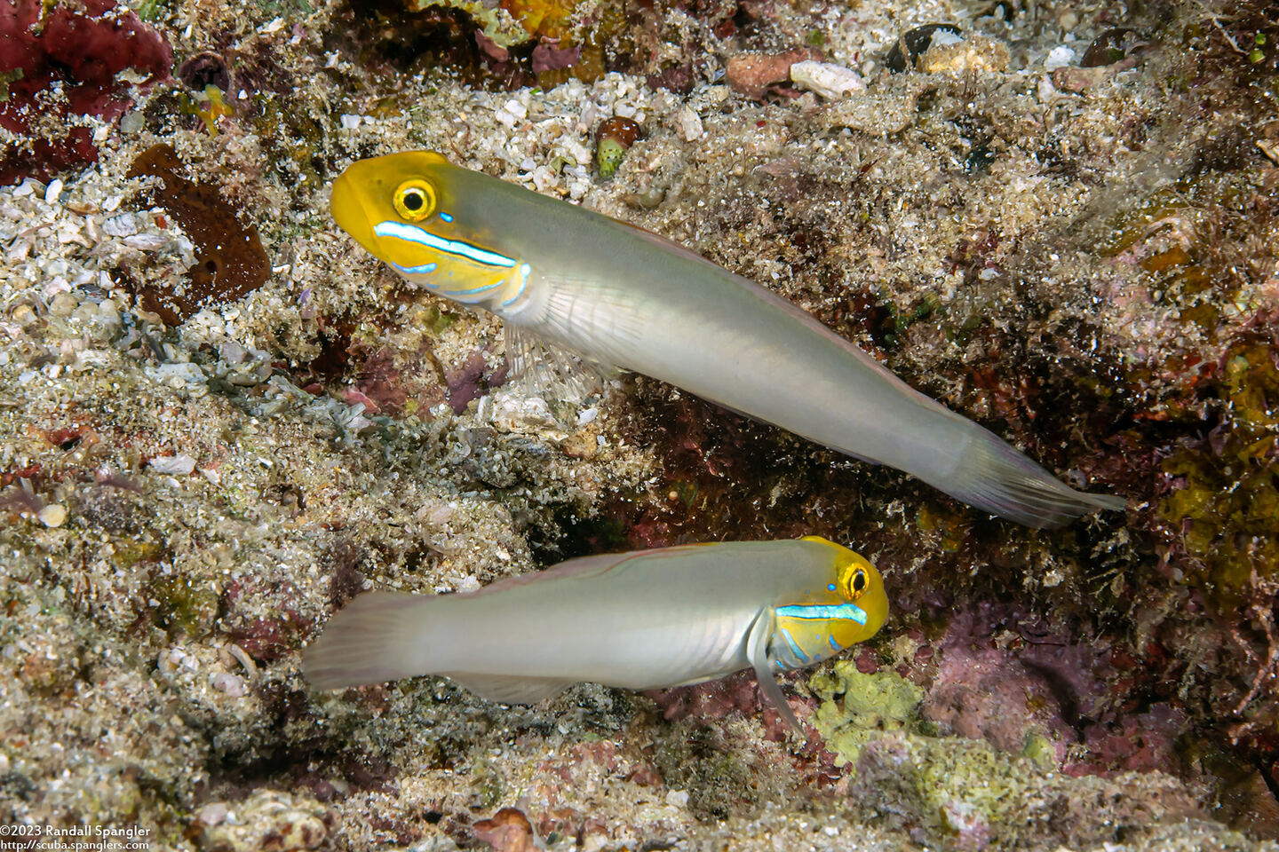 Valenciennea strigata (Bluestreak Goby)