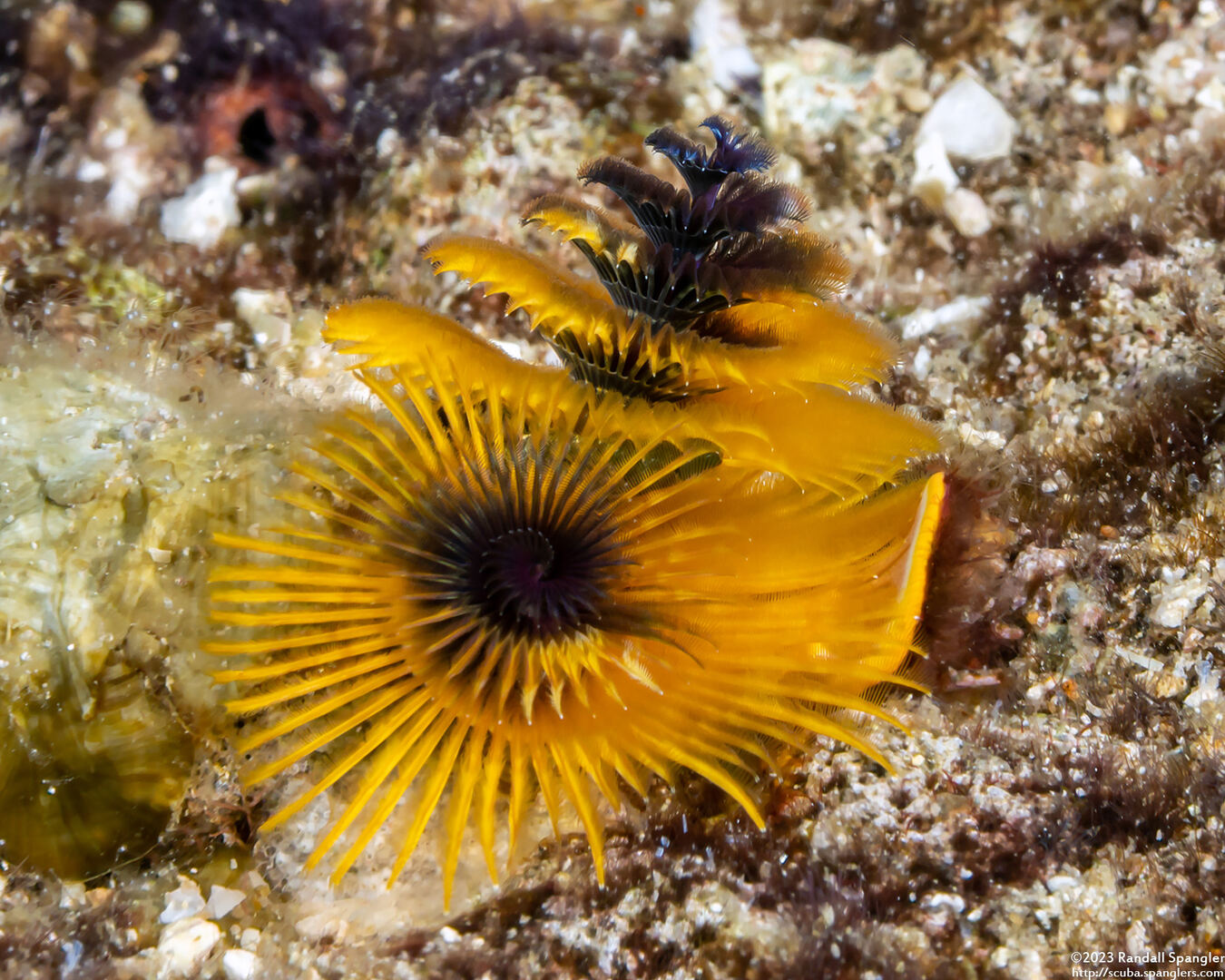 Spirobranchus sp.1 (Christmas Tree Worm)