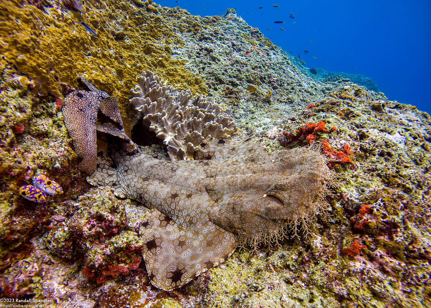 Eucrossorhinus dasypogon (Tasselled Wobbegong)