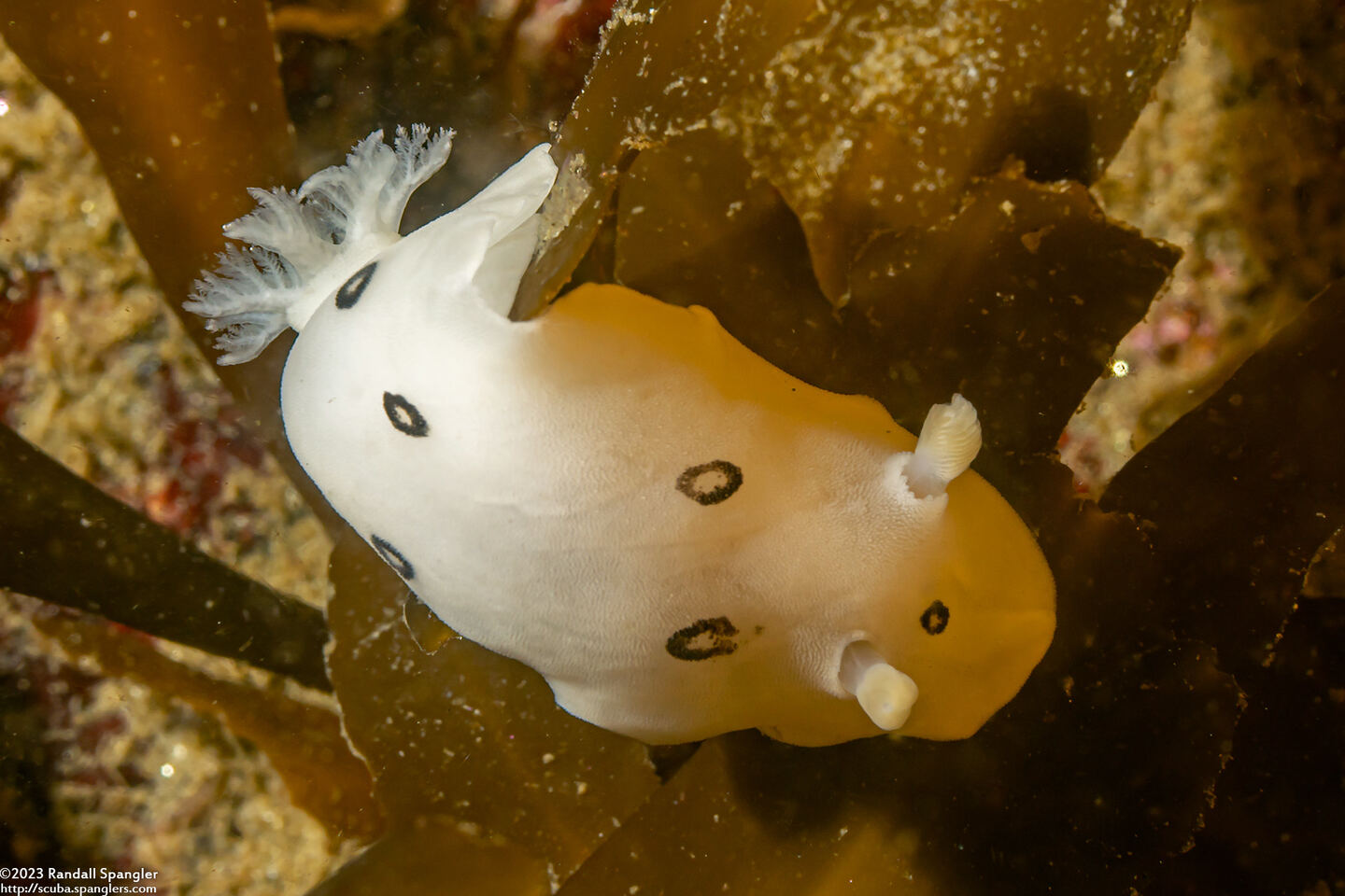 Diaulula sandiegensis (San Diego Dorid)