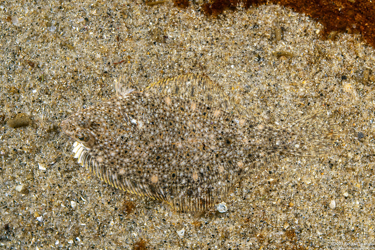 Citharichthys stigmaeus (Speckled Sanddab)