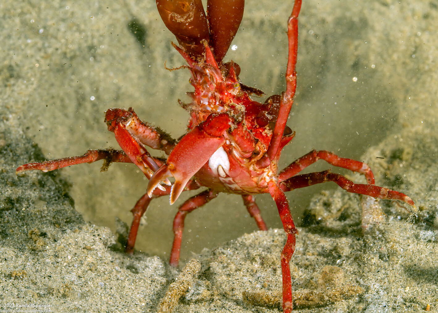 Pugettia richii (Cryptic Kelp Crab)