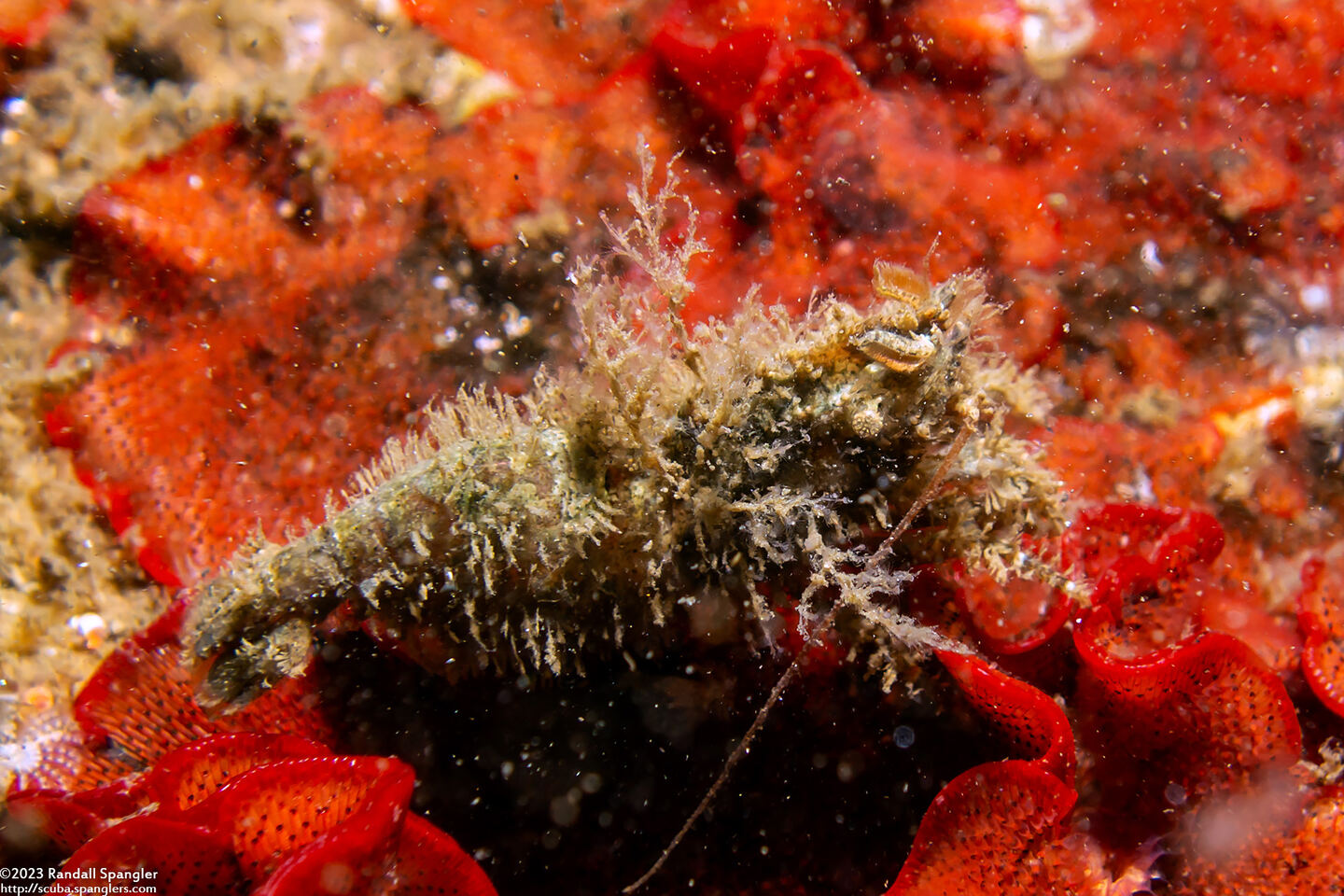 Spirontocaris lamellicornis (Dana's Blade Shrimp)