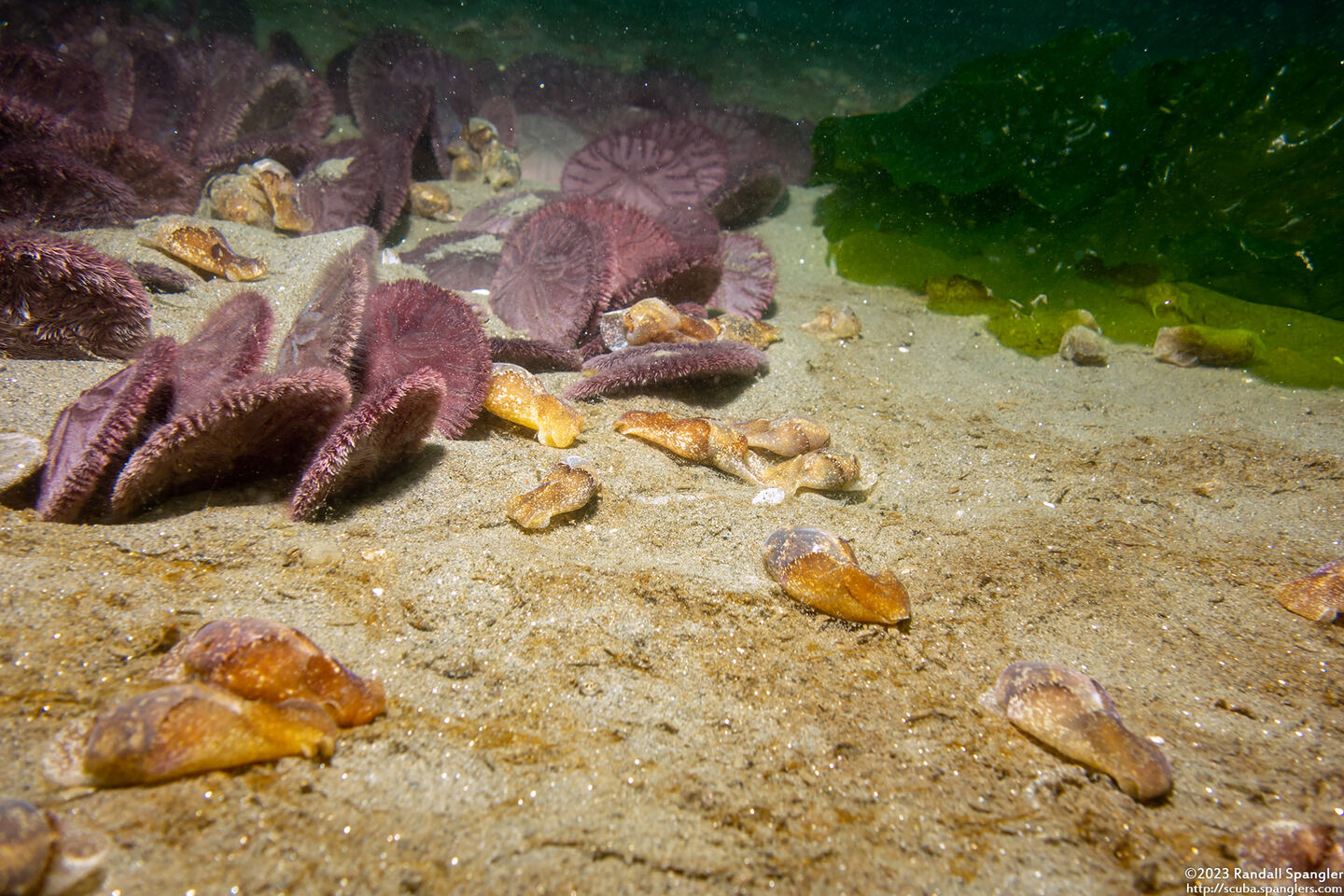 Haminoea vesicula (White Bubble Snail)