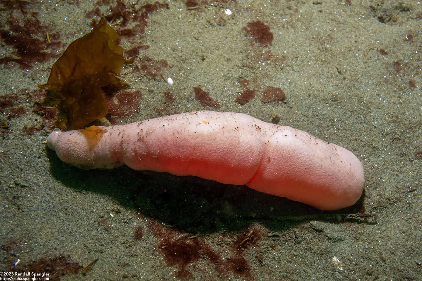 Urechis caupo (Fat Innkeeper Worm)