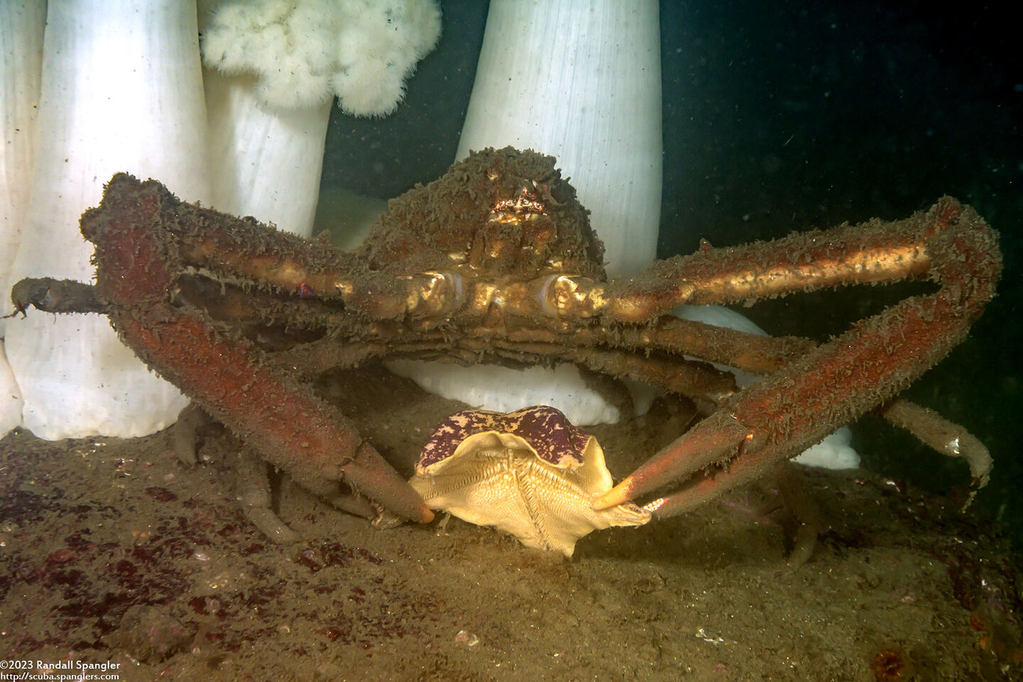 Loxorhynchus crispatus (Masking Crab); Eating bat star