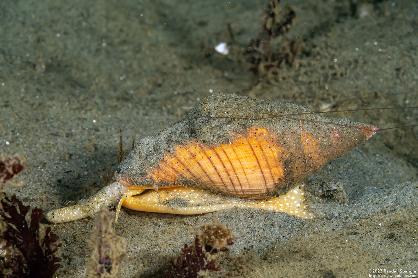 Megasurcula carpenteriana (Carpenter's Turrid)