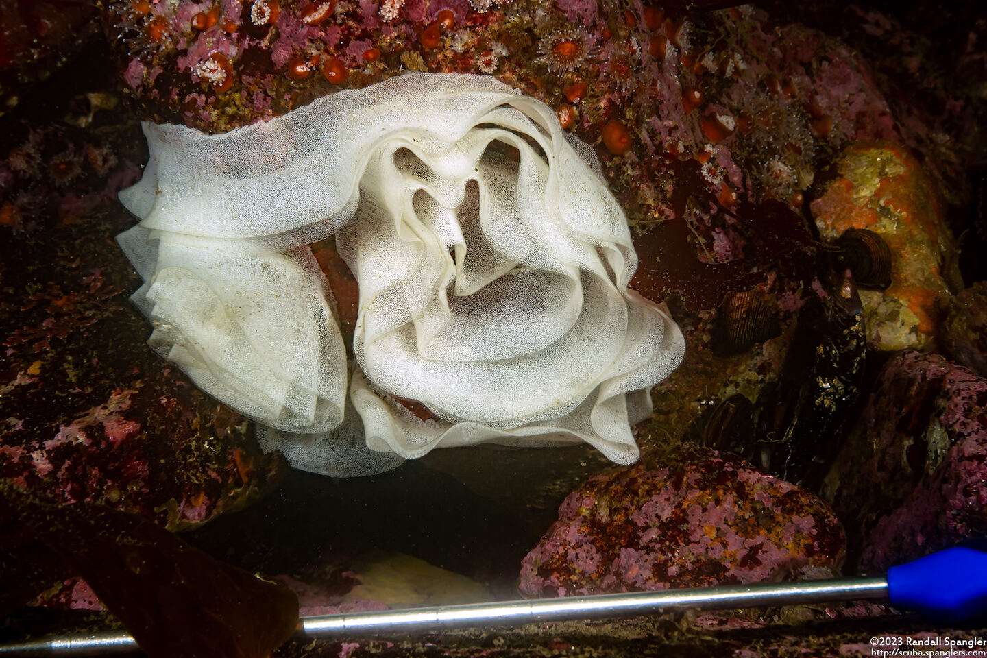 Berthella chacei (White Berthella); Huge egg spiral