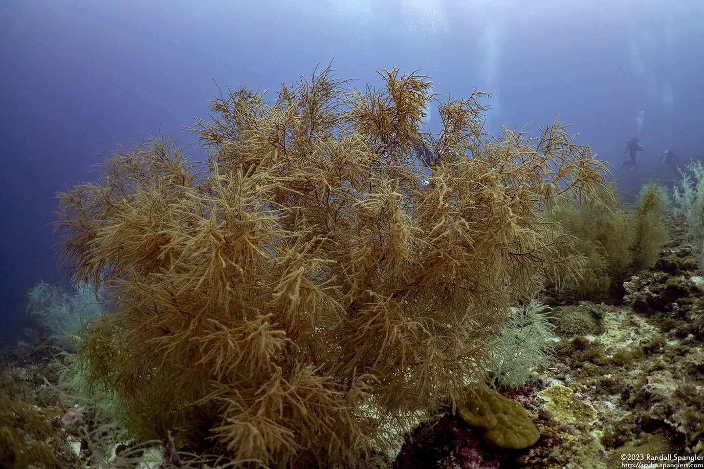 Myriopathes cf. japonica (Myriopathes cf. japonica)