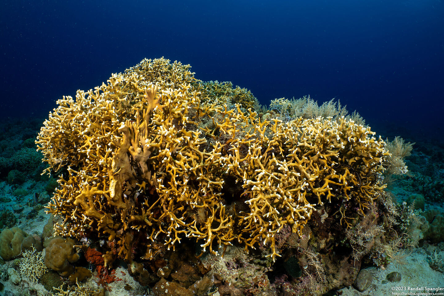 Millepora sp.1 (Encrusting Fire Coral)