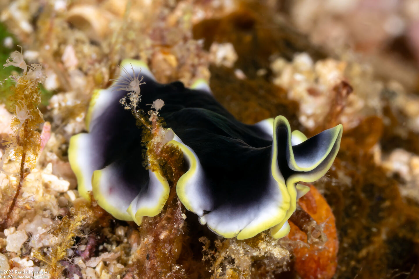 Pseudoceros duplicinctus (Prudhoe's Flatworm)