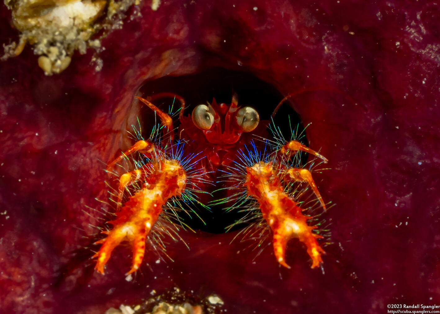 Munida olivarae (Olivar's Squat Lobster)