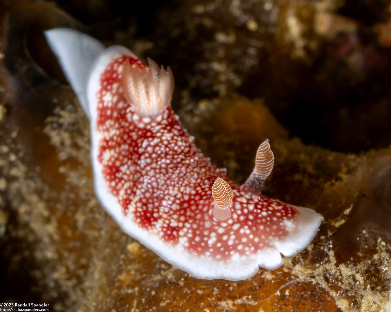 Chromodoris reticulata (Reticulated Chromodoris)