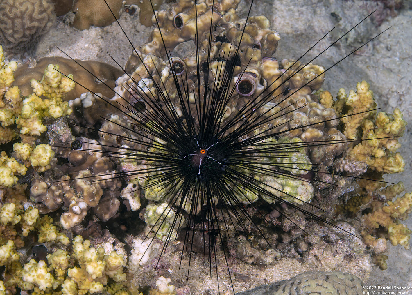 Diadema setosum (Black Longspine Sea Urchin)