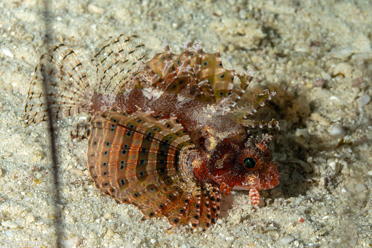Dendrochirus brachypterus (Shortfin Lionfish)