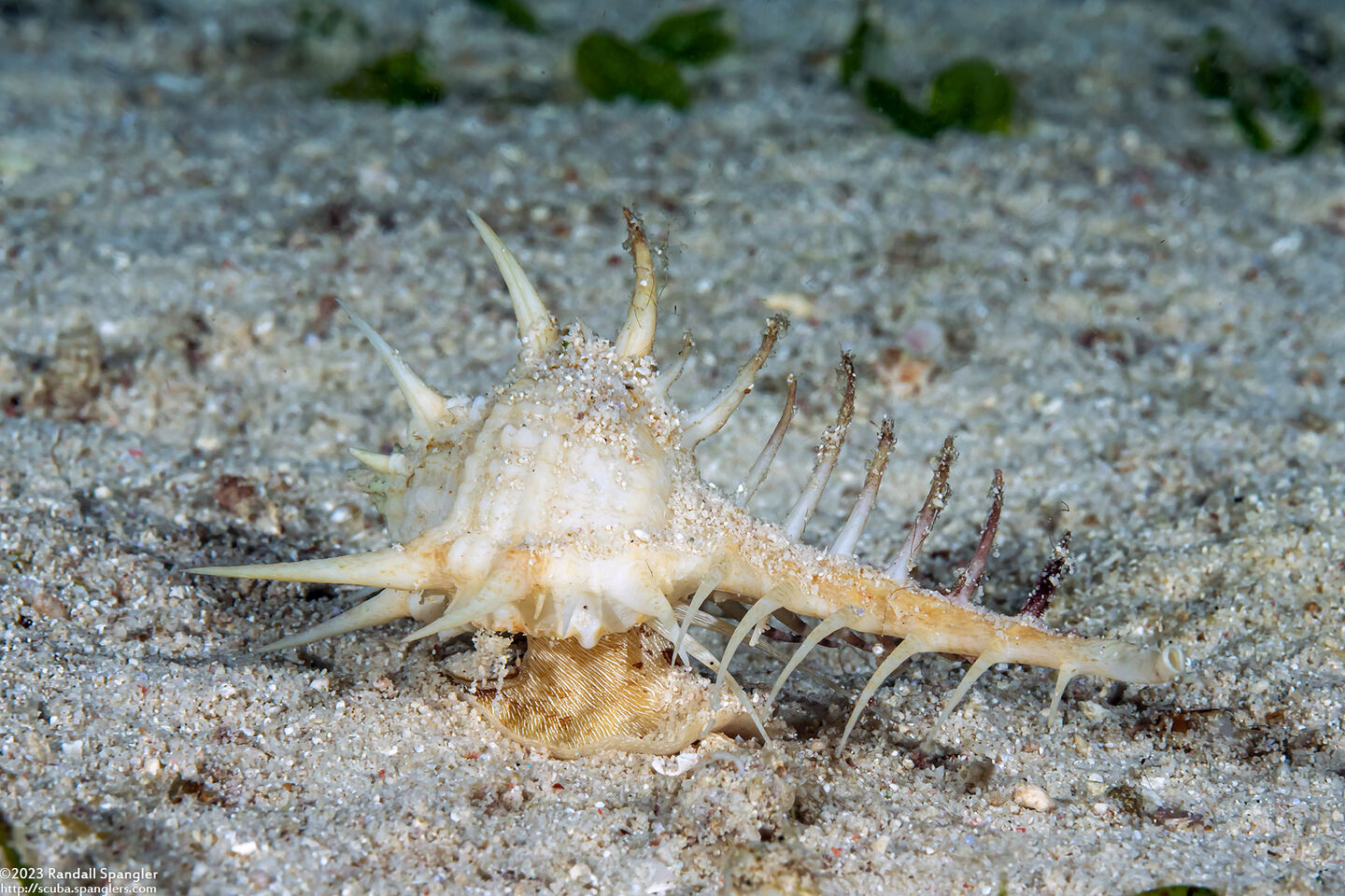 Murex ternispina (Tipped Murex)