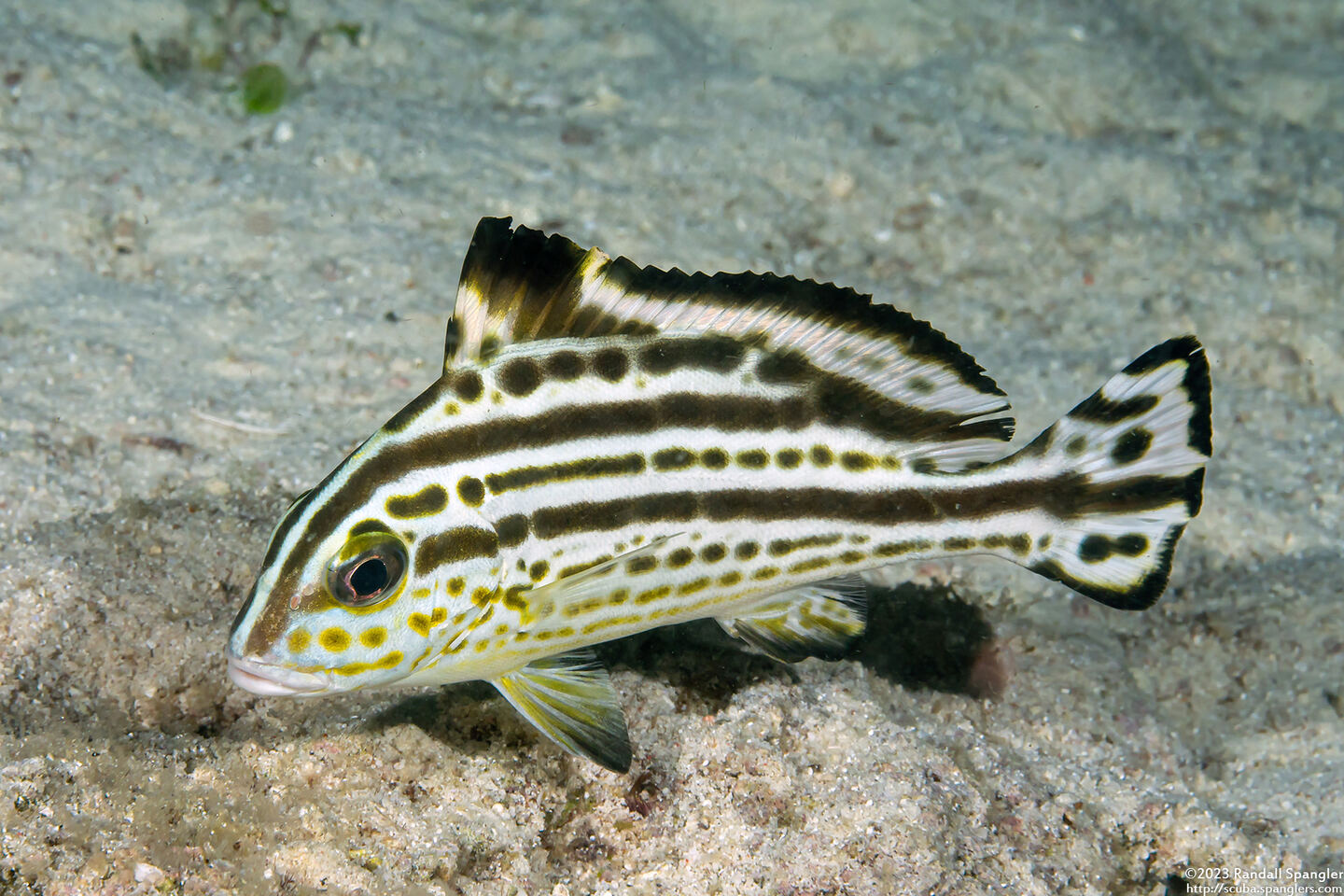 Diagramma pictum (Silver Sweetlips)