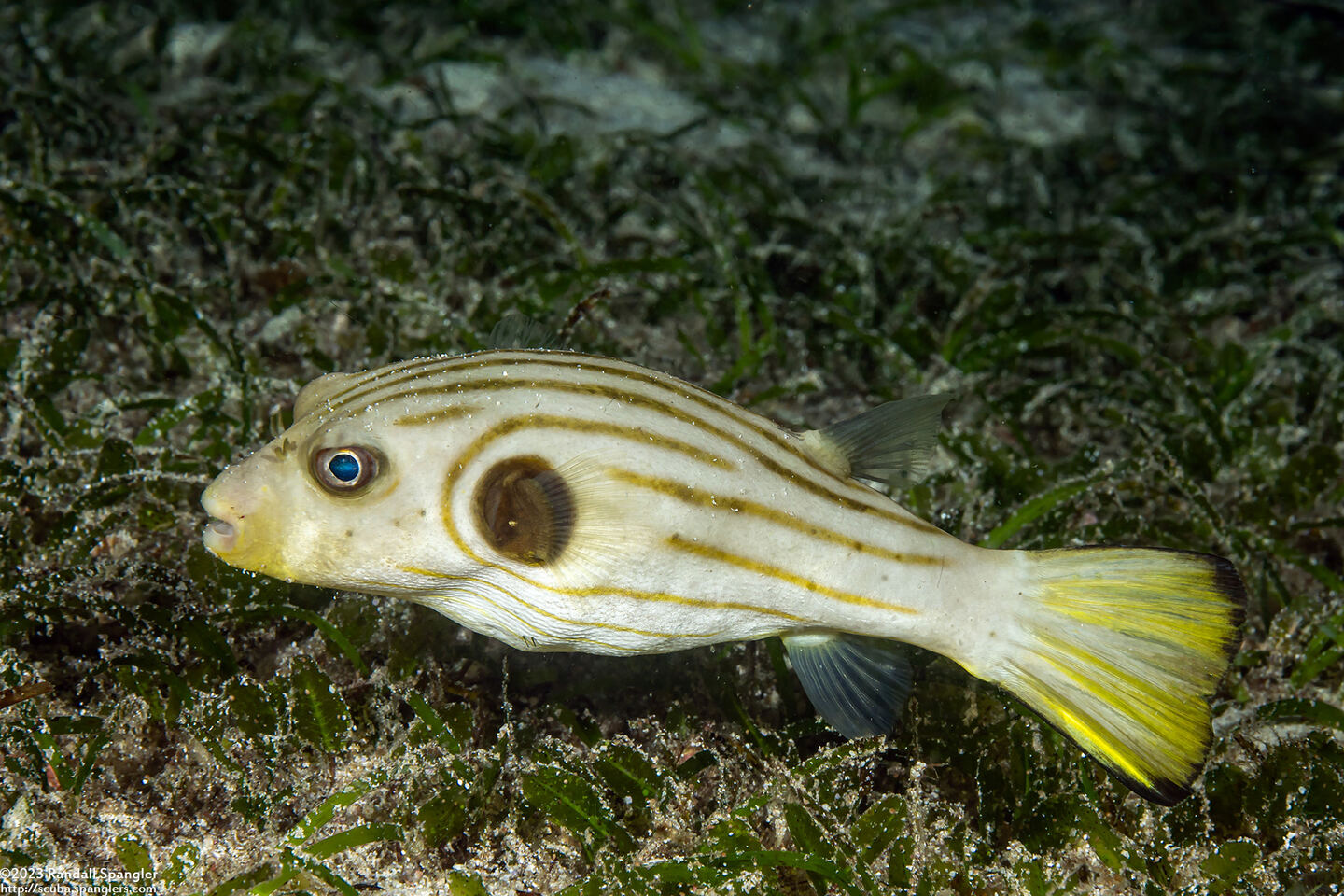Arothron manilensis (Striped Puffer)