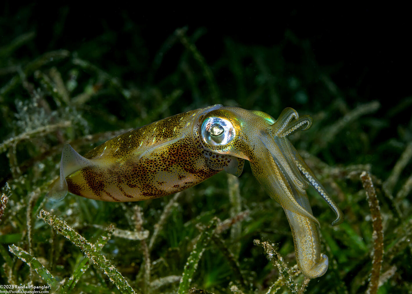 Sepioteuthis lessoniana (Bigfin Reef Squid)