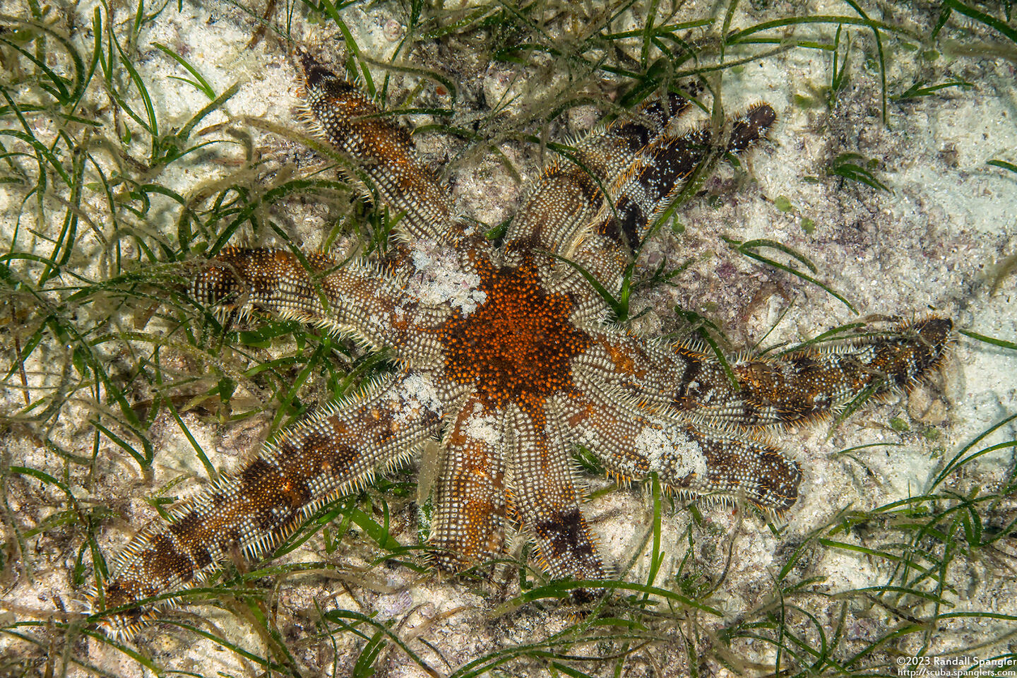 Luidia magnifica (Magnificent Star)