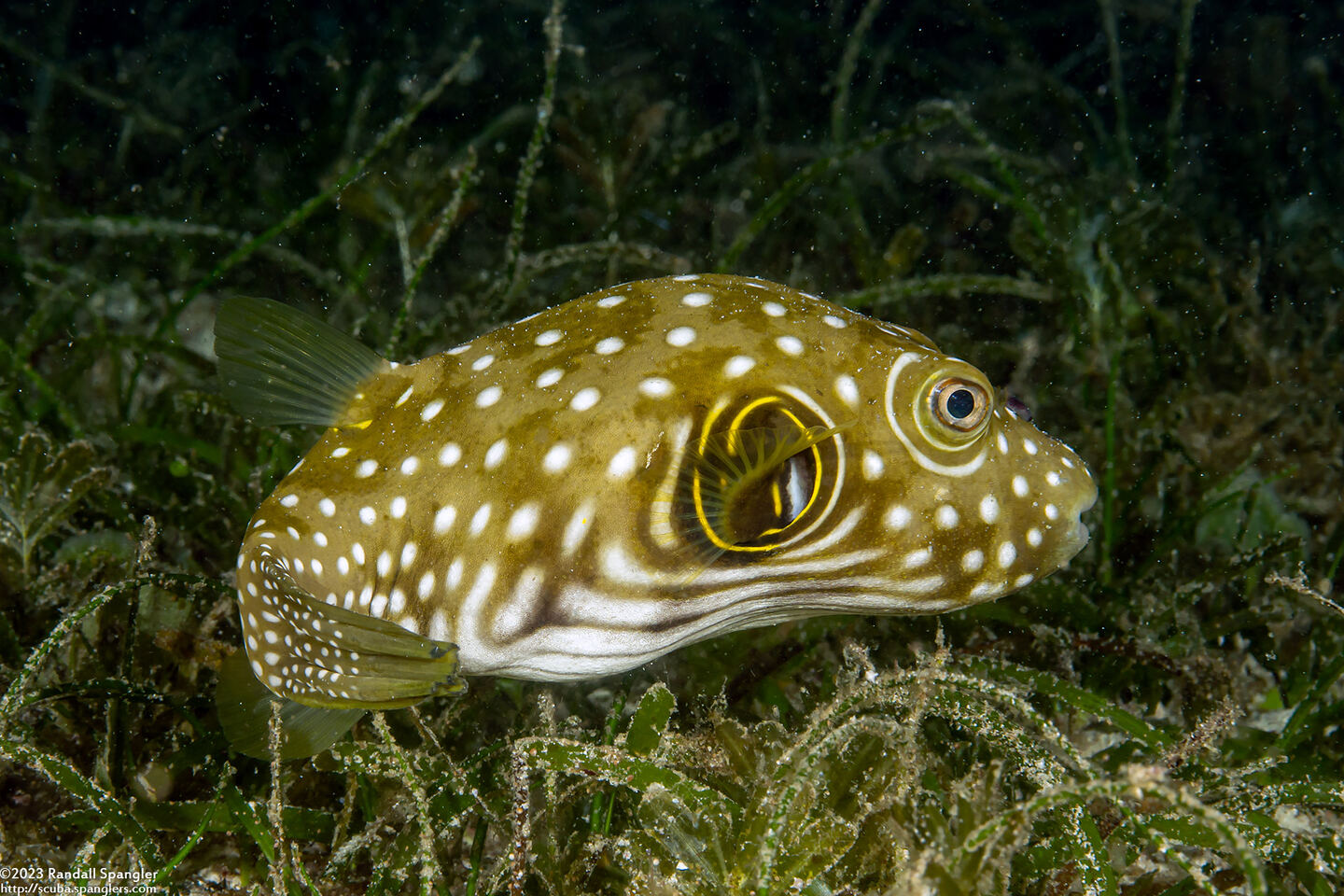 Arothron hispidus (White-Spotted Puffer)