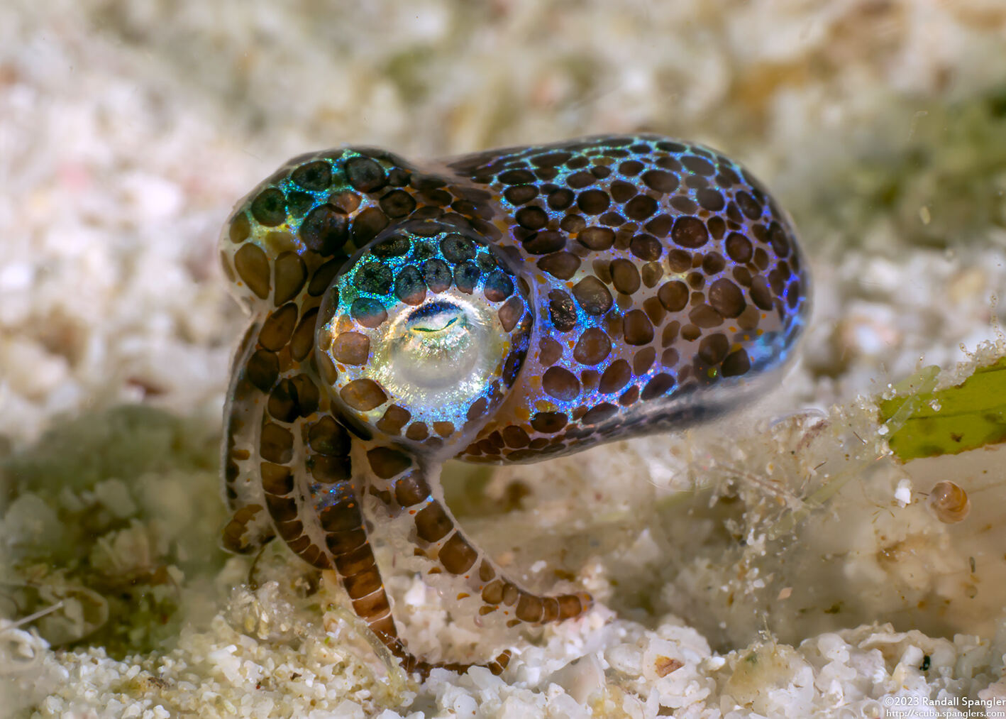 Euprymna berryi (Berry's Bobtail Squid)
