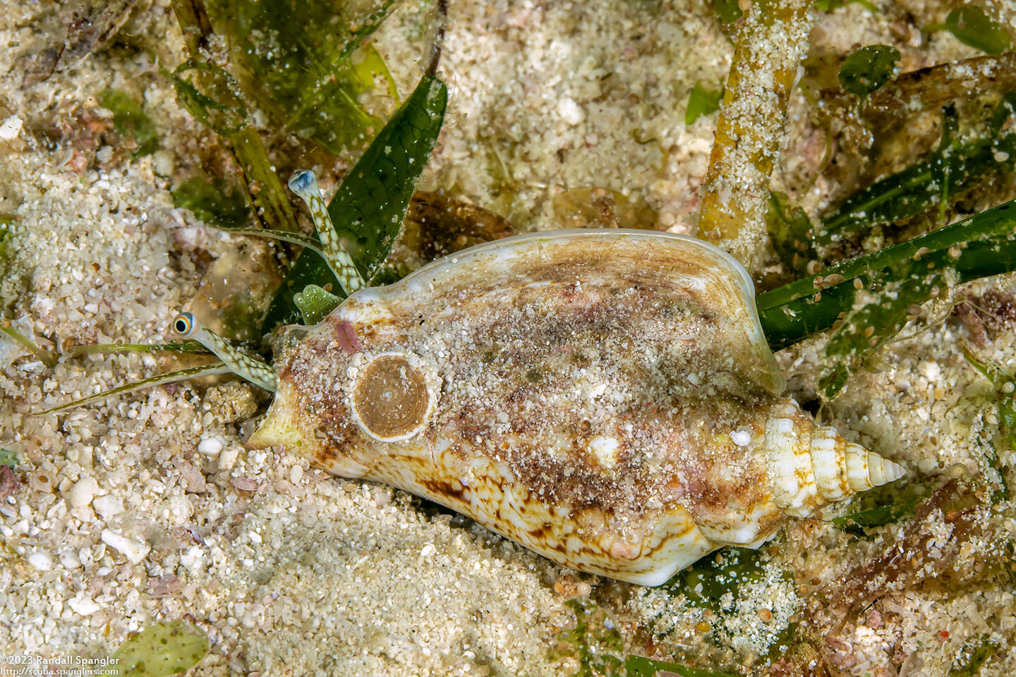 Ministrombus variabilis (Variable Conch)