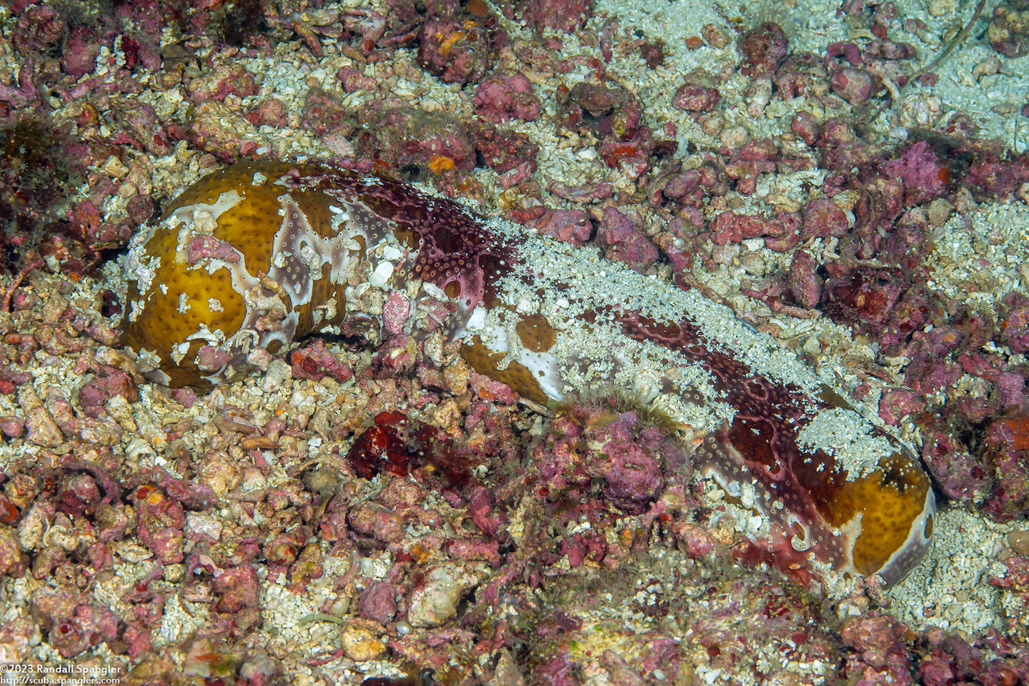 Bohadschia ocellata (Ocellated Sea Cucumber)