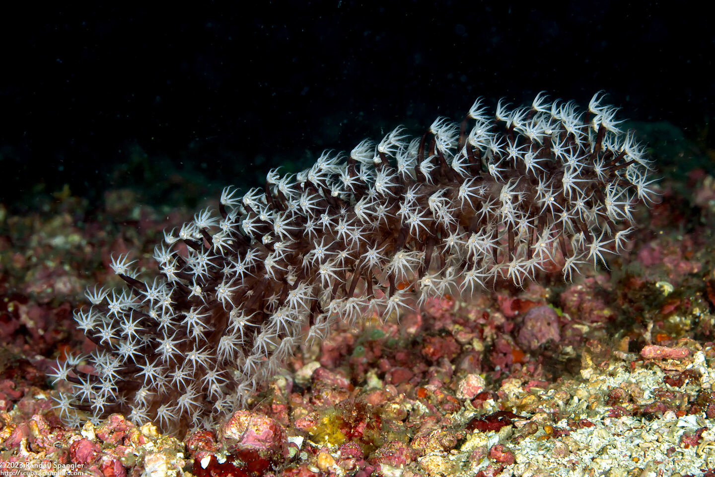 Veretillum sp.1 (Veretillum sp.1)