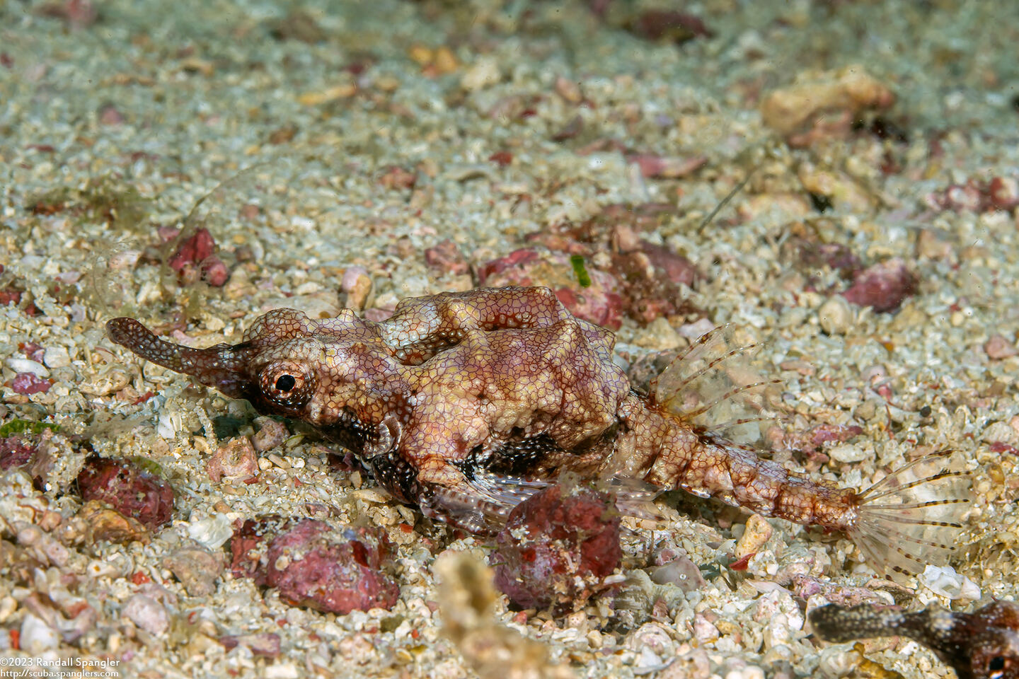 Eurypegasus draconis (Dragon Sea Moth)