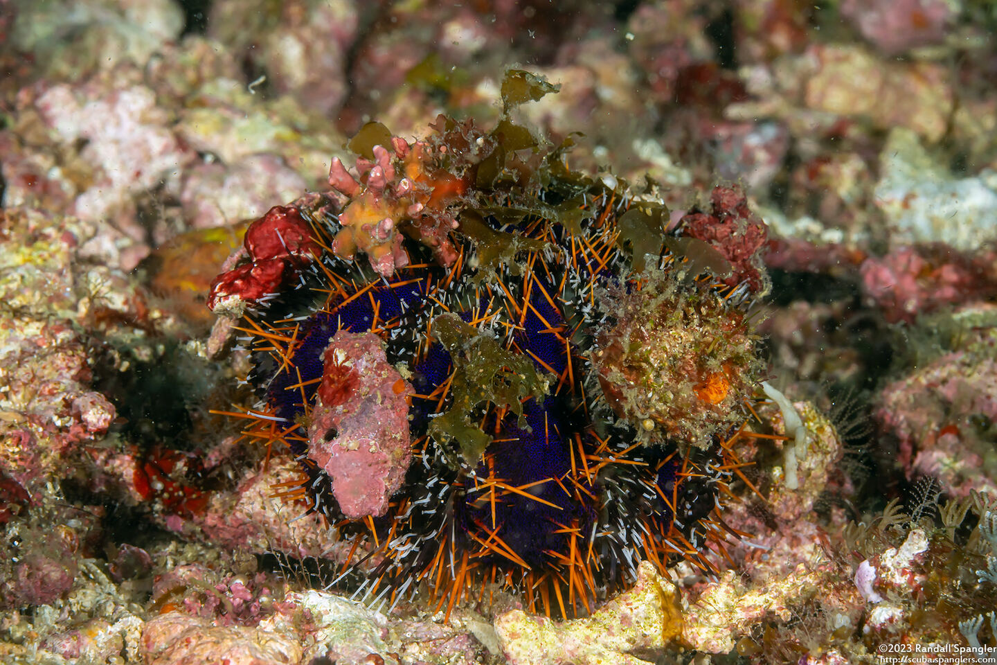 Tripneustes gratilla (Collector Urchin)