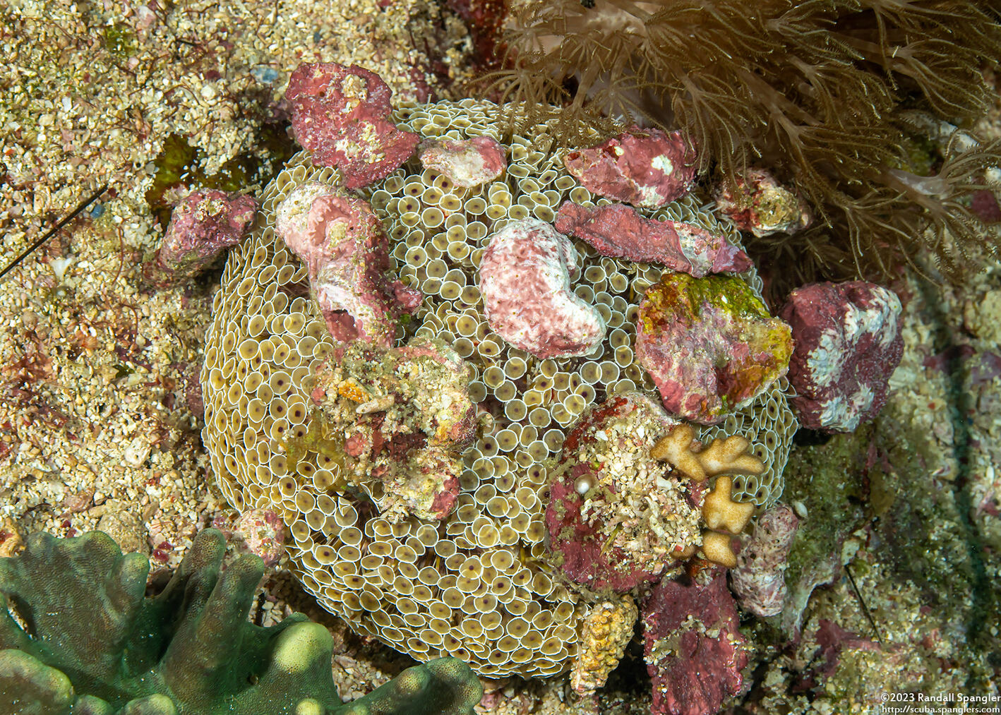Toxopneustes pileolus (Flower Urchin)