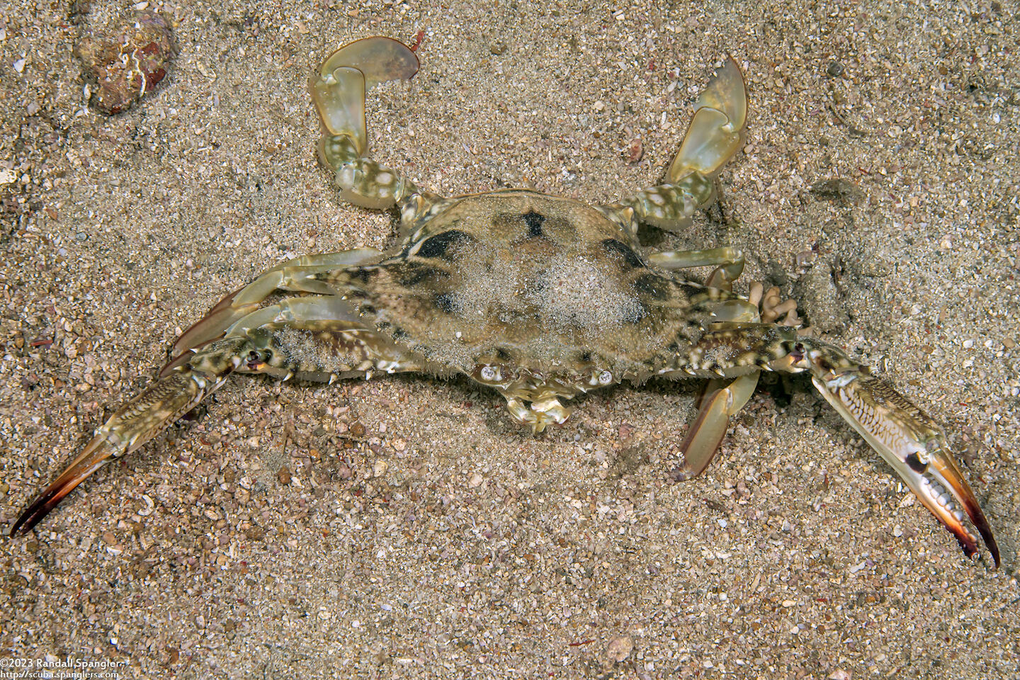 Portunus pelagicus (Blue Swimming Crab)