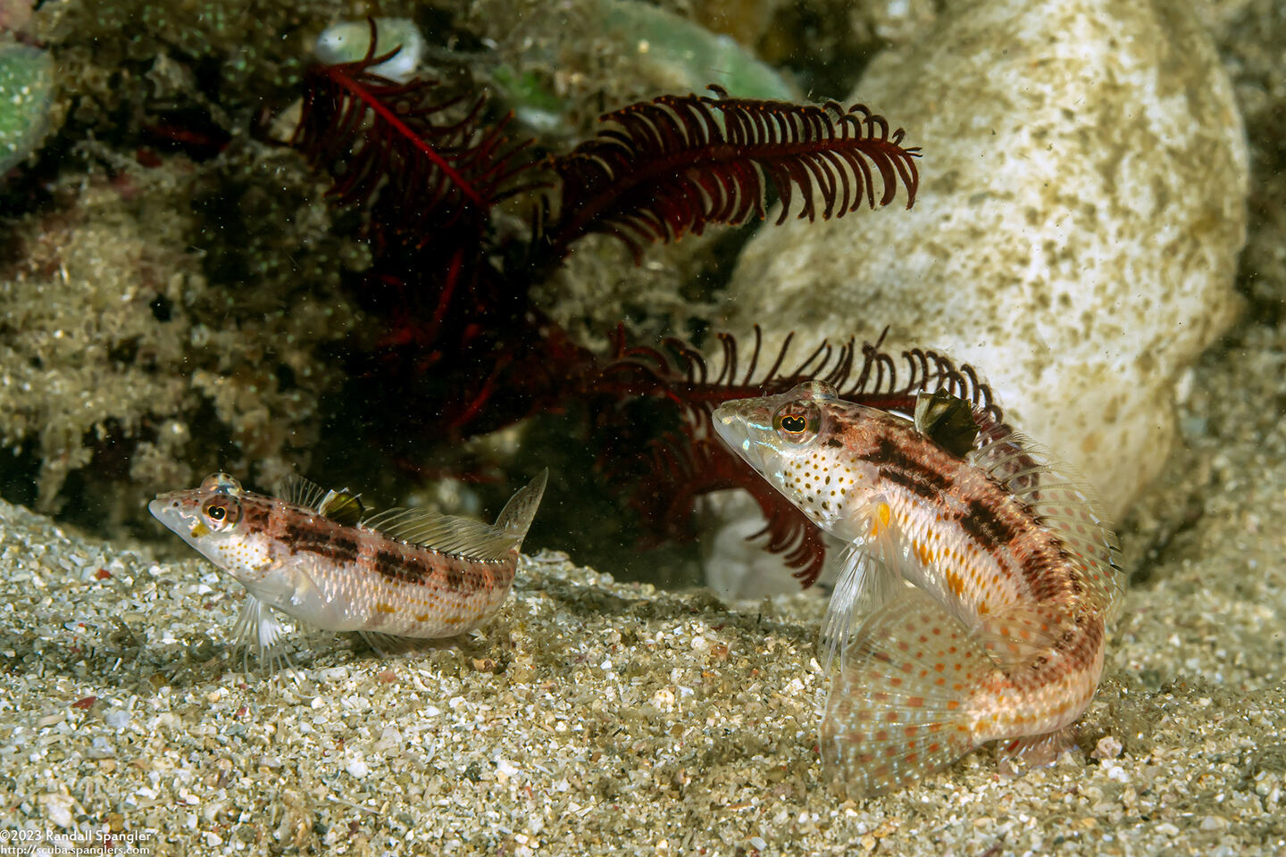 Parapercis snyderi (Blackfin Sandperch)