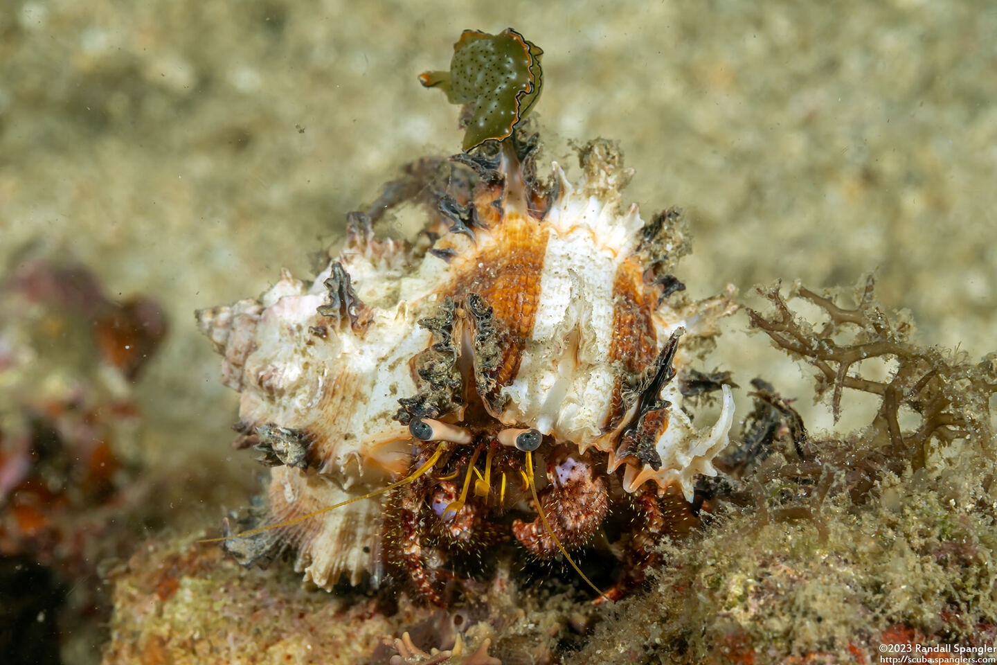 Dardanus lagopodes (Dark Knee Hermit Crab)