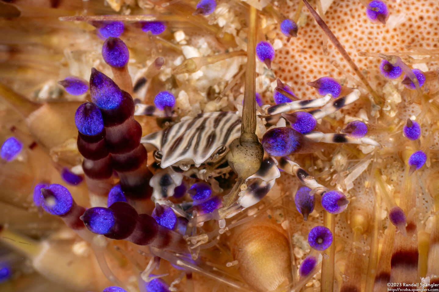 Zebrida adamsii (Zebra Urchin Crab)