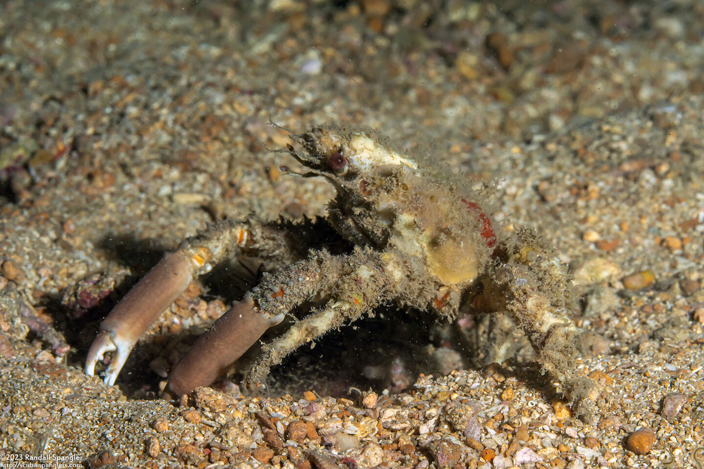 Tiarinia sp.1 (Red-Eyed Decorator Crab)
