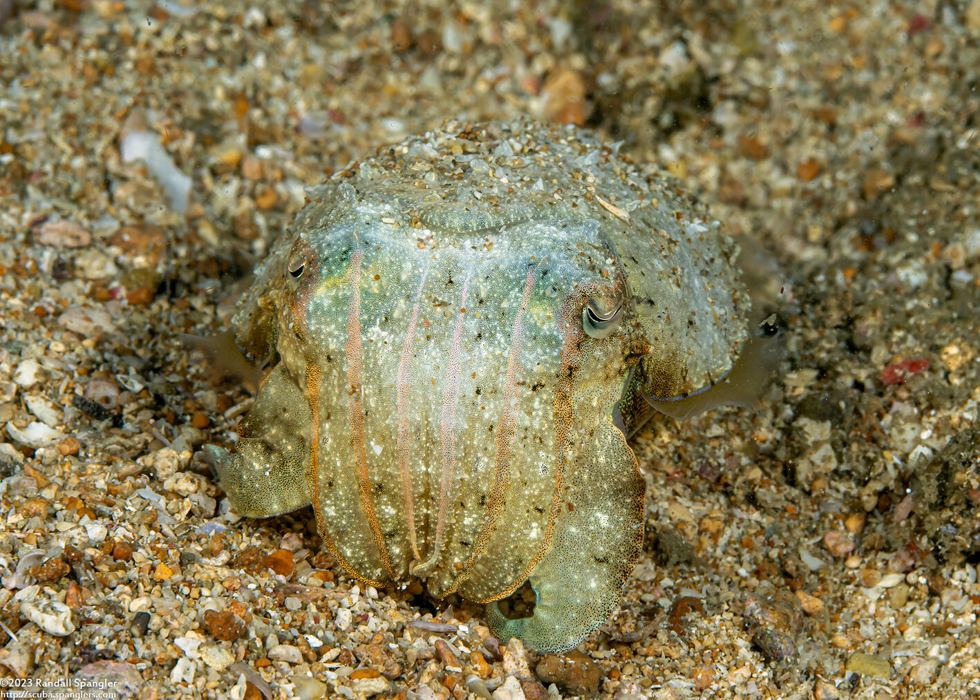 Sepia latimanus (Broadclub Cuttlefish)