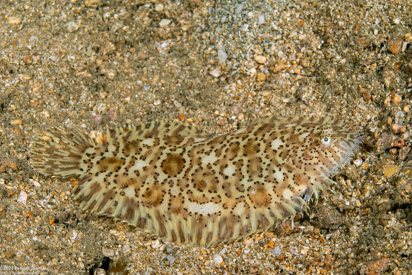 Liachirus melanospilos (Carpet Sole)